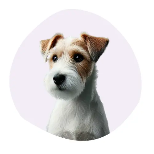 Terrier du révérend Russell